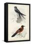 D'Orbigny Birds VII-M. Charles D'Orbigny-Framed Stretched Canvas