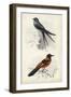 D'Orbigny Birds VII-M. Charles D'Orbigny-Framed Art Print