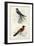 D'Orbigny Birds VII-M. Charles D'Orbigny-Framed Art Print