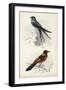 D'Orbigny Birds VII-M. Charles D'Orbigny-Framed Art Print