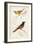 D'Orbigny Birds VIII-M. Charles D'Orbigny-Framed Art Print