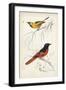 D'Orbigny Birds VIII-M. Charles D'Orbigny-Framed Art Print