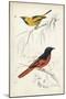 D'Orbigny Birds VIII-M. Charles D'Orbigny-Mounted Art Print