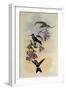 D'Orbigny's Puffleg, Eriocnemis D'Orbignyi-John Gould-Framed Giclee Print