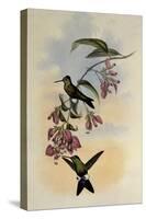 D'Orbigny's Puffleg, Eriocnemis D'Orbignyi-John Gould-Stretched Canvas