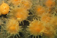 Gold Star Cup Coral (Balanophyllia regia)-D.P. Wilson-Photographic Print