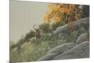 Wood Mount