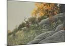 Wood Mount