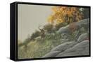Canvas Black