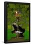 Essential Black