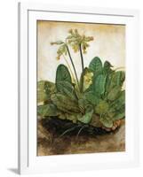 D?Rer: Tuft Of Cowslips-Albrecht Dürer-Framed Giclee Print