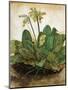 D?Rer: Tuft Of Cowslips-Albrecht Dürer-Mounted Premium Giclee Print