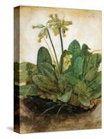 D?Rer: Tuft Of Cowslips-Albrecht Dürer-Stretched Canvas
