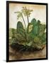 D?Rer: Tuft Of Cowslips-Albrecht Dürer-Framed Giclee Print