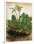 D?Rer: Tuft Of Cowslips-Albrecht Dürer-Framed Premium Giclee Print