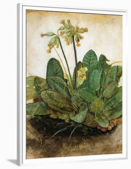 D?Rer: Tuft Of Cowslips-Albrecht Dürer-Framed Premium Giclee Print