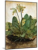 D?Rer: Tuft Of Cowslips-Albrecht Dürer-Mounted Giclee Print