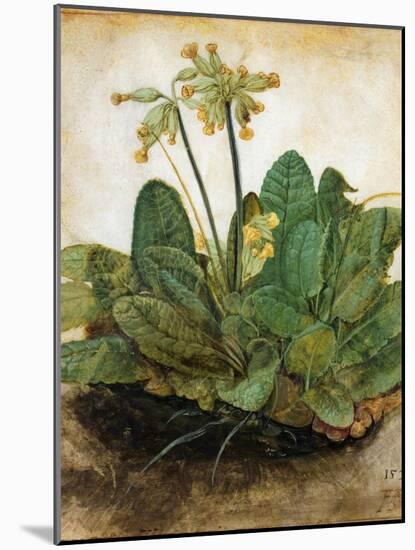 D?Rer: Tuft Of Cowslips-Albrecht Dürer-Mounted Giclee Print