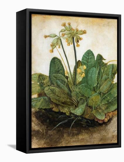 D?Rer: Tuft Of Cowslips-Albrecht Dürer-Framed Stretched Canvas