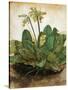 D?Rer: Tuft Of Cowslips-Albrecht Dürer-Stretched Canvas