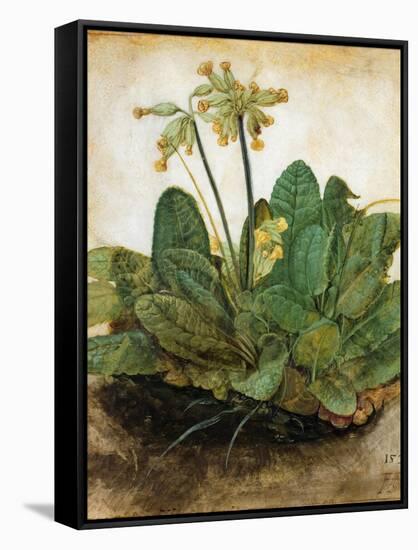 D?Rer: Tuft Of Cowslips-Albrecht Dürer-Framed Stretched Canvas