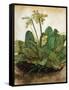 D?Rer: Tuft Of Cowslips-Albrecht Dürer-Framed Stretched Canvas