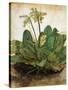 D?Rer: Tuft Of Cowslips-Albrecht Dürer-Stretched Canvas