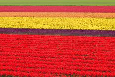 Tulip Meadow-D.Rozhdestvenskiy-Stretched Canvas