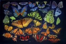 B38 Butterflies-D. Rusty Rust-Giclee Print