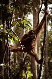 Orangutans in the Semenggoh Nature Reserve on the Island of Borneo in Malaysia-D. Scott Clark-Photographic Print