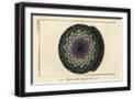 Black Frame