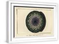 White Frame