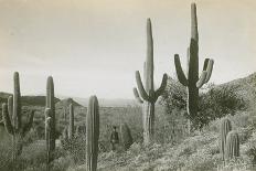 Canon des Coches, Tortolita Mountains, USA-D. T. MacDougal-Photographic Print