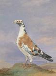 Grizzle Carrier Pigeon-D. the Younger Wolstenholme-Stretched Canvas