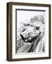 D-Type Jaguar at the 1954 Le Mans-Graham Coton-Framed Giclee Print