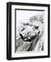 D-Type Jaguar at the 1954 Le Mans-Graham Coton-Framed Giclee Print