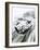 D-Type Jaguar at the 1954 Le Mans-Graham Coton-Framed Giclee Print