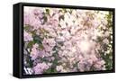 Framed Canvas