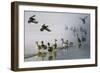 D33 Mallards-D. Rusty Rust-Framed Giclee Print