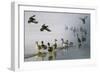 D33 Mallards-D. Rusty Rust-Framed Giclee Print