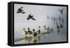 D33 Mallards-D. Rusty Rust-Framed Stretched Canvas