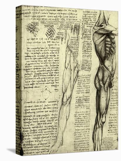 Da Vinci's Man Machine-Leonardo da Vinci-Stretched Canvas