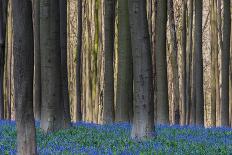 Hallerbos in Spring in Belgium with Beech Trees and Purple Bluebells-Daan Kloeg-Mounted Photographic Print