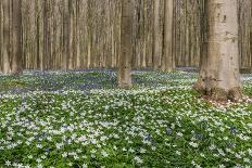 Hallerbos in Spring in Belgium with Beech Trees and Purple Bluebells-Daan Kloeg-Framed Photographic Print