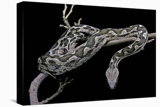 Daboia Lebetina Mauritanica (Moorish Viper)-Paul Starosta-Stretched Canvas