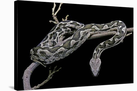Daboia Lebetina Mauritanica (Moorish Viper)-Paul Starosta-Stretched Canvas