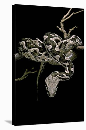 Daboia Lebetina Mauritanica (Moorish Viper)-Paul Starosta-Stretched Canvas