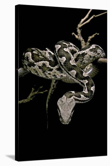 Daboia Lebetina Mauritanica (Moorish Viper)-Paul Starosta-Stretched Canvas