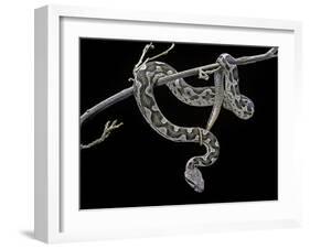 Daboia Lebetina Mauritanica (Moorish Viper)-Paul Starosta-Framed Photographic Print