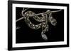 Daboia Lebetina Mauritanica (Moorish Viper)-Paul Starosta-Framed Photographic Print